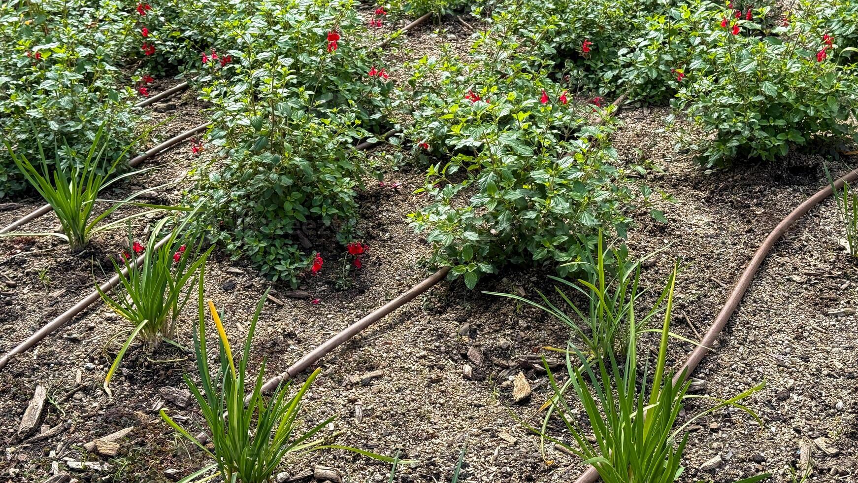 Lush rosebushes whisper in verdant harmony with hidden irrigation streams, embodying Earth Days quiet homage and National Gardening Days vibrant soul photo