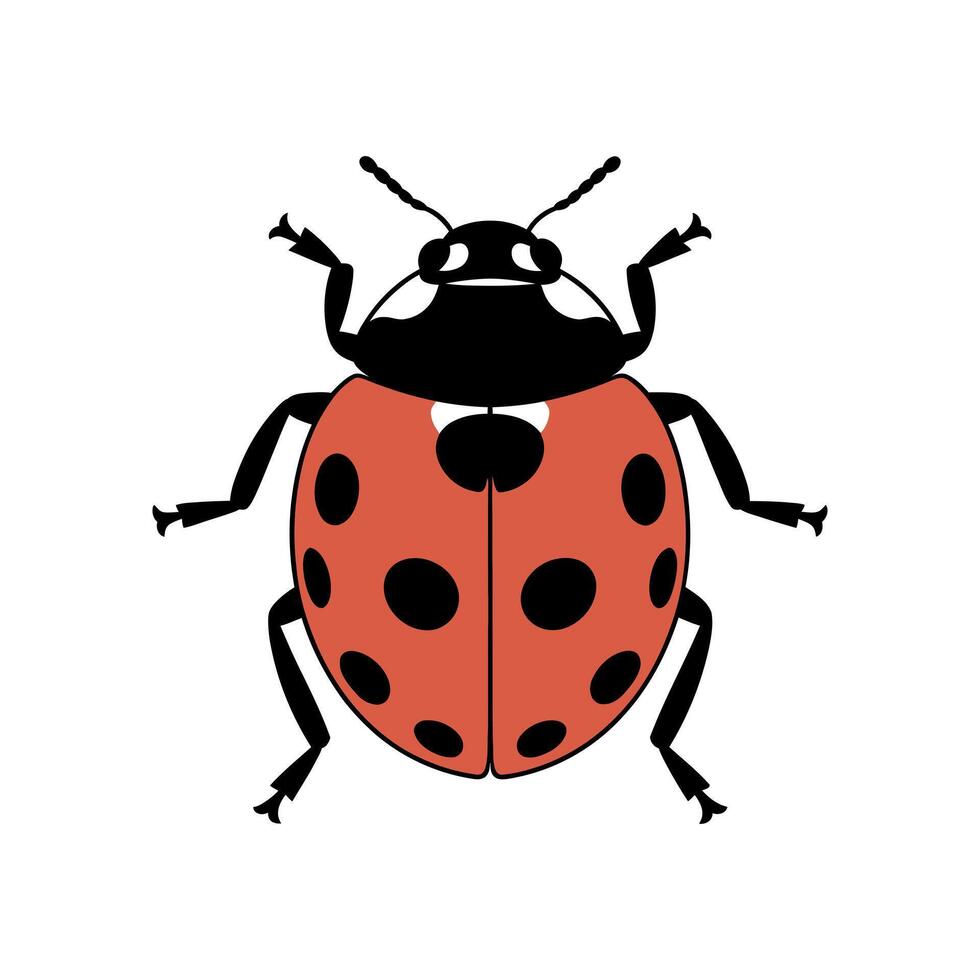 Simple Illustration of a Seven Spotted Ladybug Insect on White Background vector