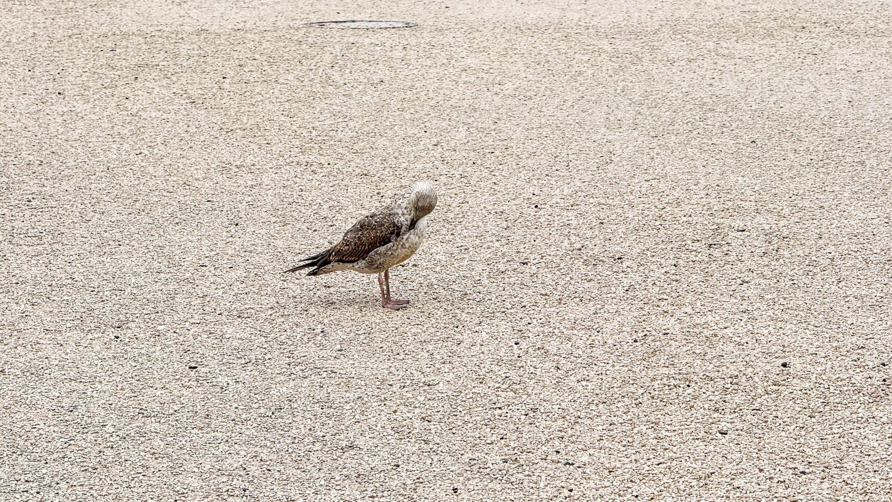 Solitary seagull struts across sunlit gravel, embodying solitude of All Souls Day, whispering secrets of coastal meditation photo