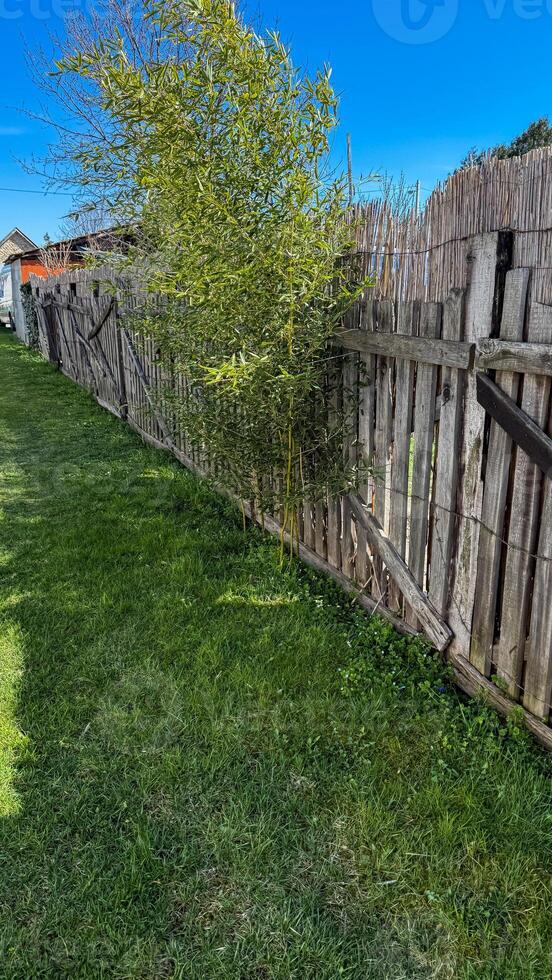Rustic bamboo whispers natures secrets alongside a timeworn fence, evoking Bamboo Festival serenity and hidden garden realms photo