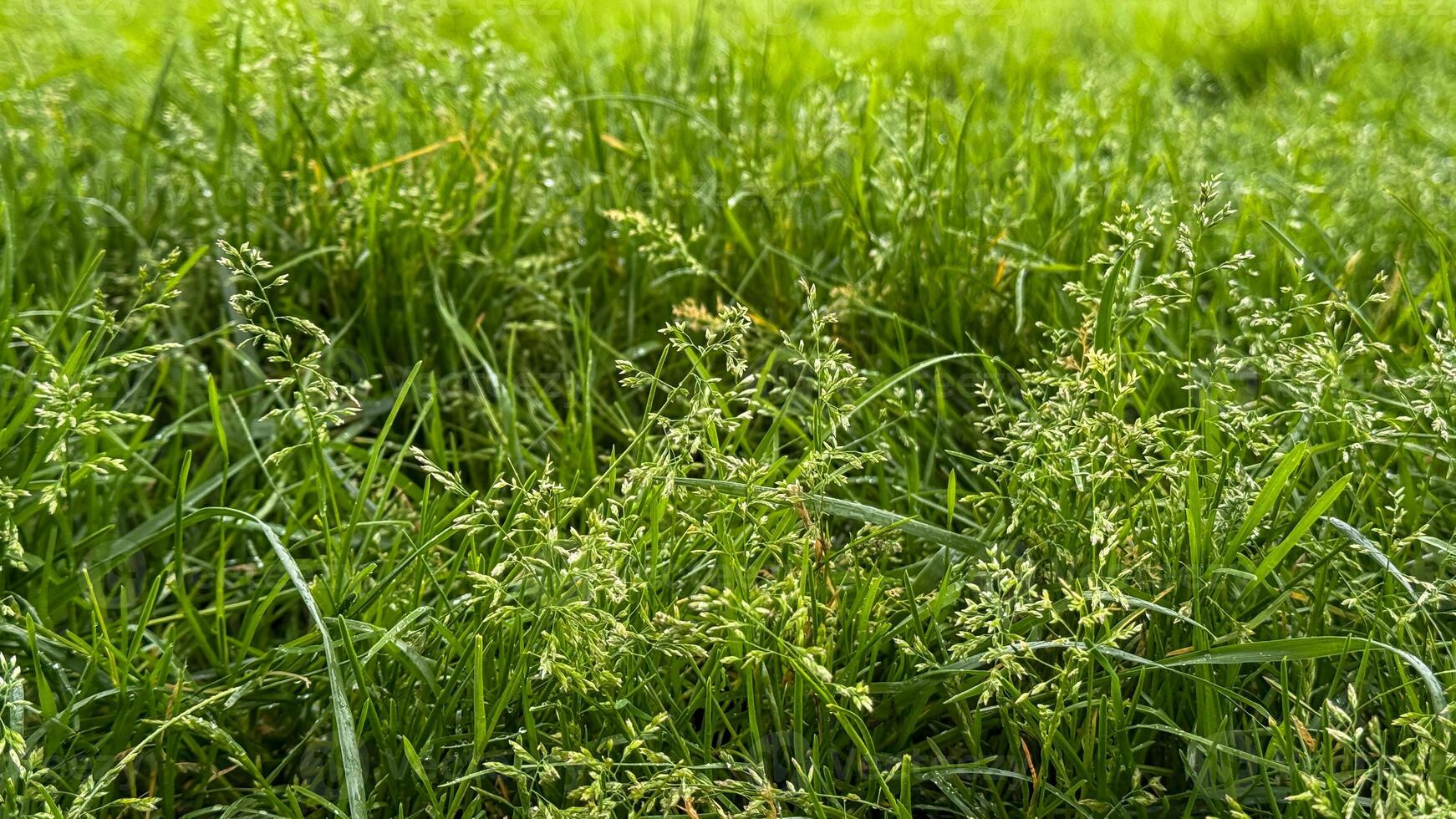 Lush emerald grass whispers secrets of Beltanes dawn, nurturing lifes embrace, green sanctuary for hidden May Day rituals photo