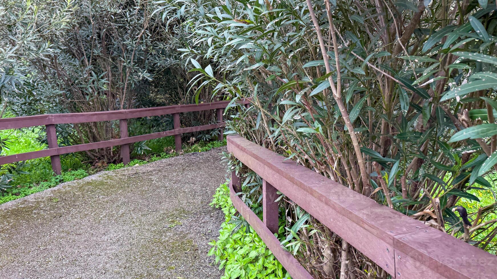 Tranquil path meanders through lush olive grove, echoing ancient harvest rituals and celebrating National Walking Day or Arbor Day photo