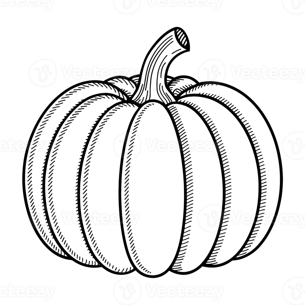 A detailed black line drawing portrays a pumpkin with visible ridges and a curved stem cutouts png