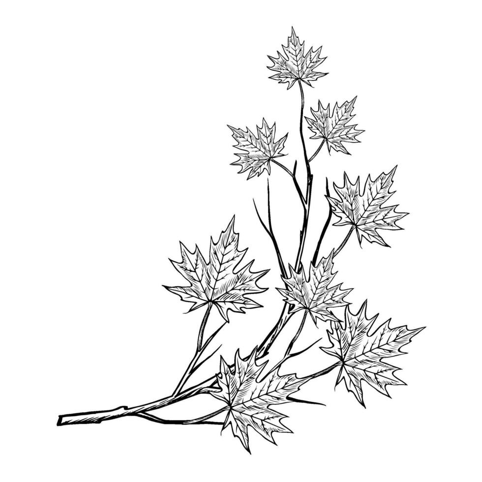 A branch with maple leaves. graphics. Black and white hand-drawn illustration. On a white background. Great for stickers, banners, posters and packaging, postcards and labels, prints and more. vector