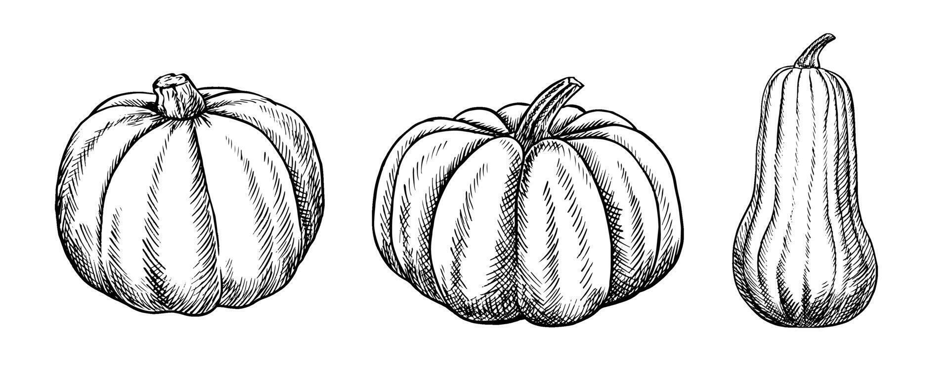 A set of pumpkins. graphics depicting the autumn season. Black and white hand-drawn illustration. On a white background. Great for stickers, banners, posters and packaging, postcards, labels. vector