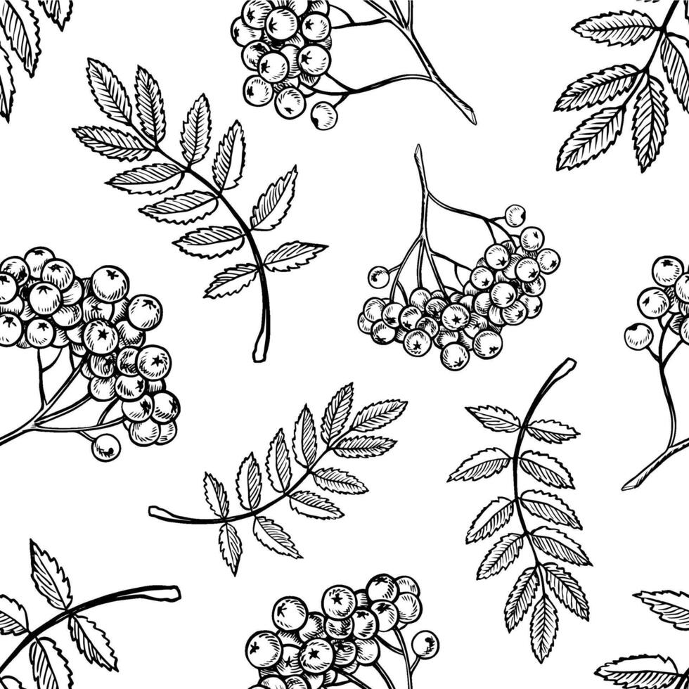 Seamless pattern of rowan berries with leaves and branches. graphics. Black and white hand-drawn illustration. On a white background. Great for textiles and packaging, postcards and labels. vector