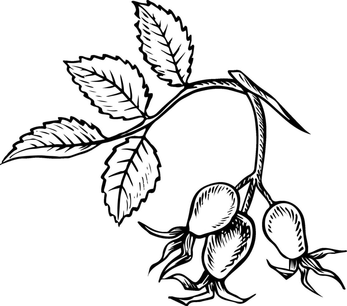 Rosehip fruits. graphics. Black and white hand-drawn illustration. On a white background. Great for stickers, banners, posters and packaging, postcards and labels, prints and more. vector