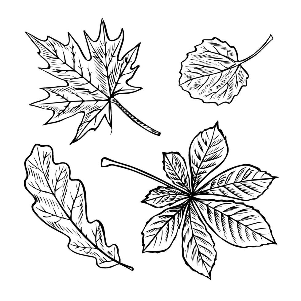 A set of leaves from different trees, maple, oak, chestnut and aspen leaves. graphics. Black and white hand-drawn illustration. On a white background. For stickers, packaging, postcards, labels vector