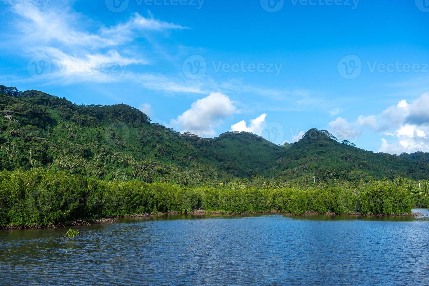 Mangrove on the Coast of Tahaa Island, French Polynesia photo