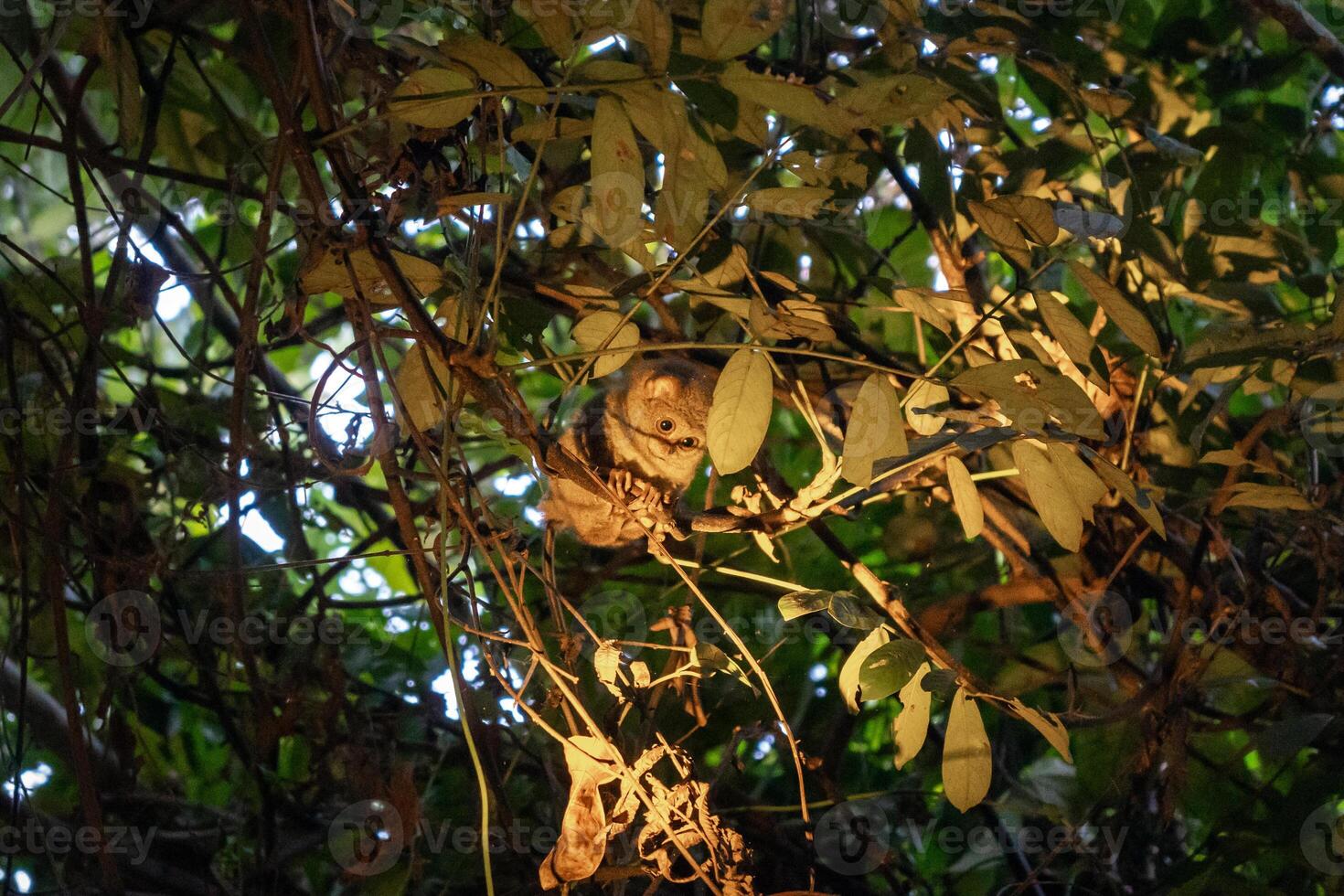 Spectral tarsier hidden in the forest at Tentena, Sulawesi, Indonesia photo