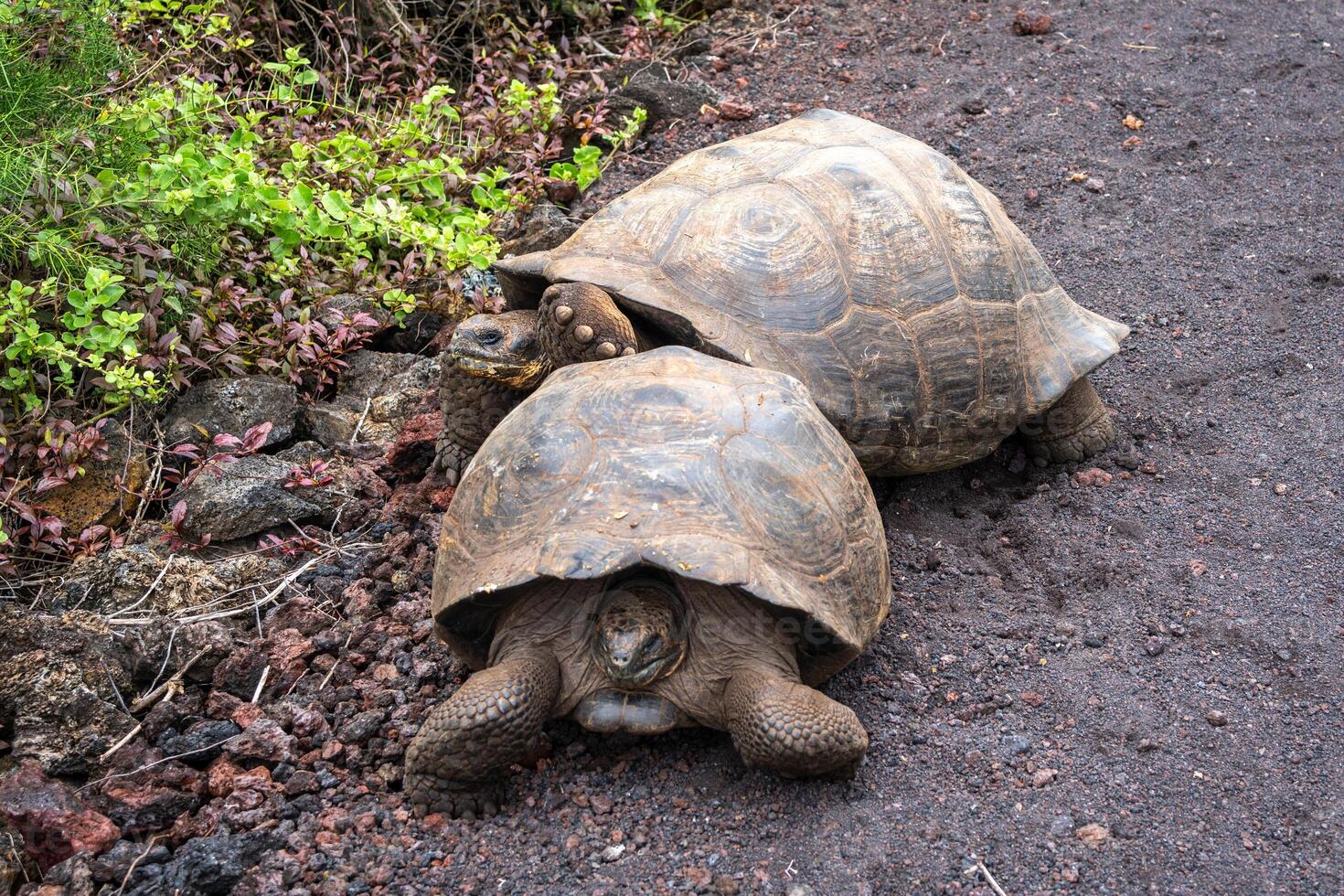 Mating Galapagos Tortoises on Isabela Island in Ecuador photo