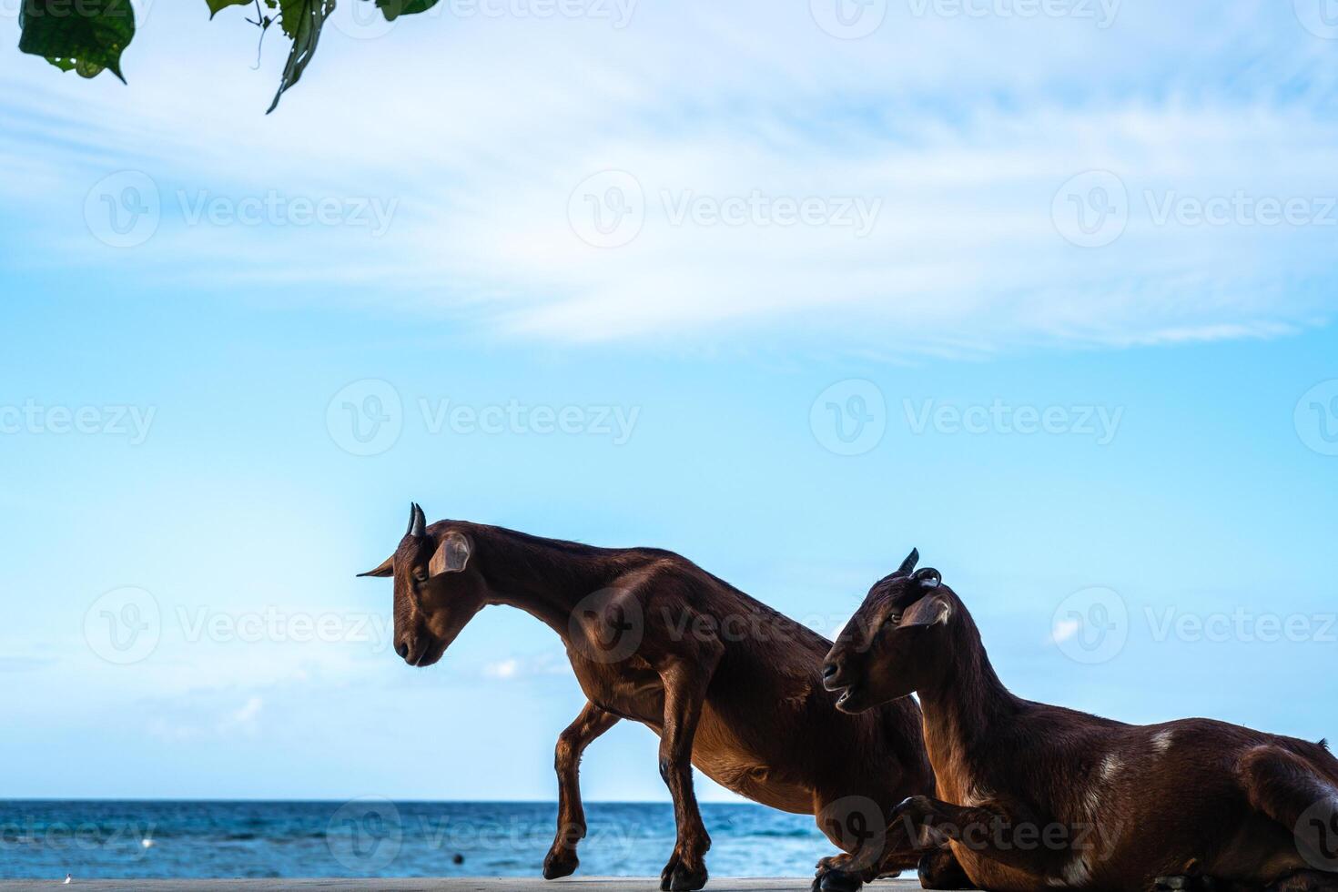 Goat standing on a wall, Malenge Island, Togian Archipelago, Sulawesi, Indonesia photo