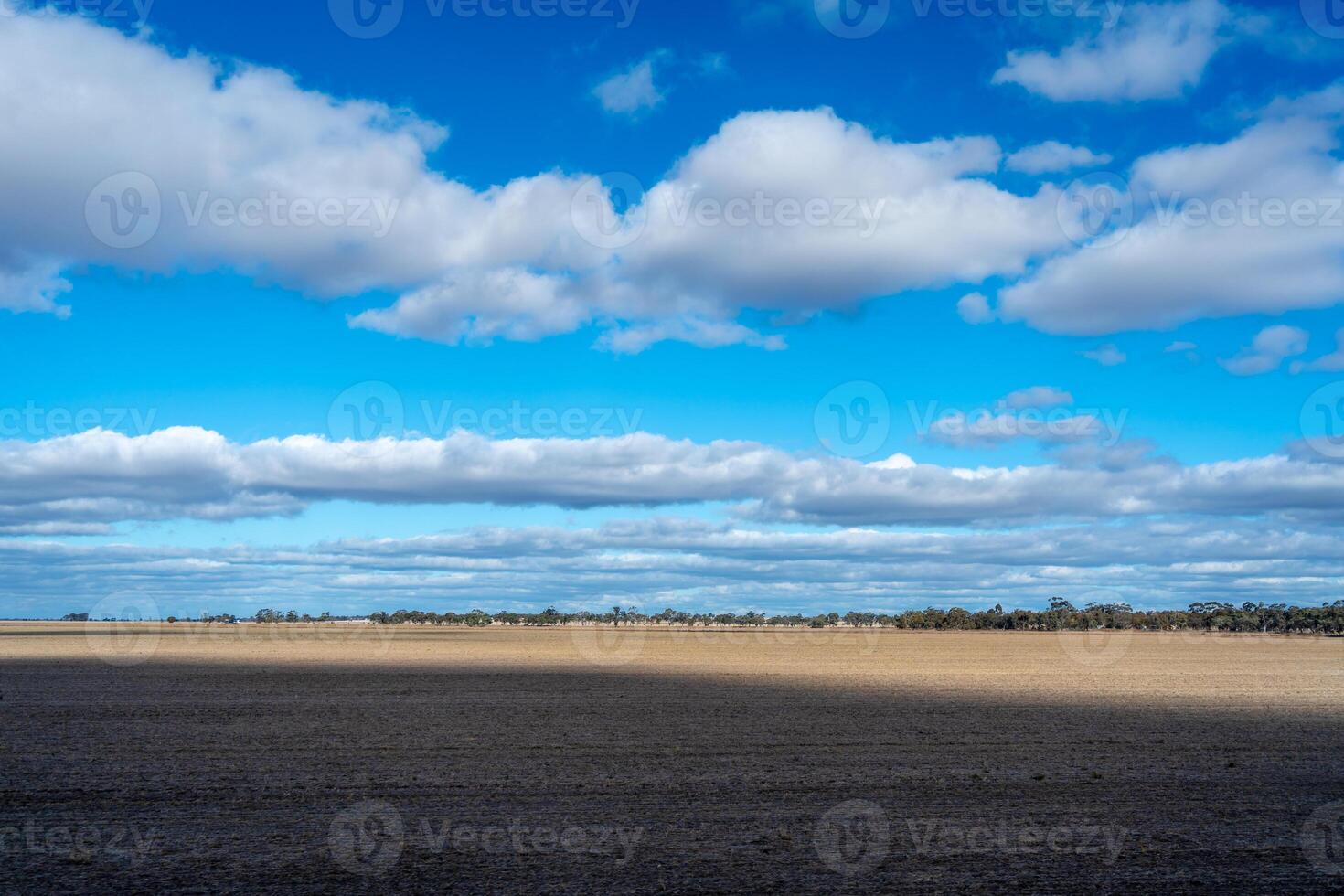 Dry fields and eucalyptus trees under a blue sky in Australia photo
