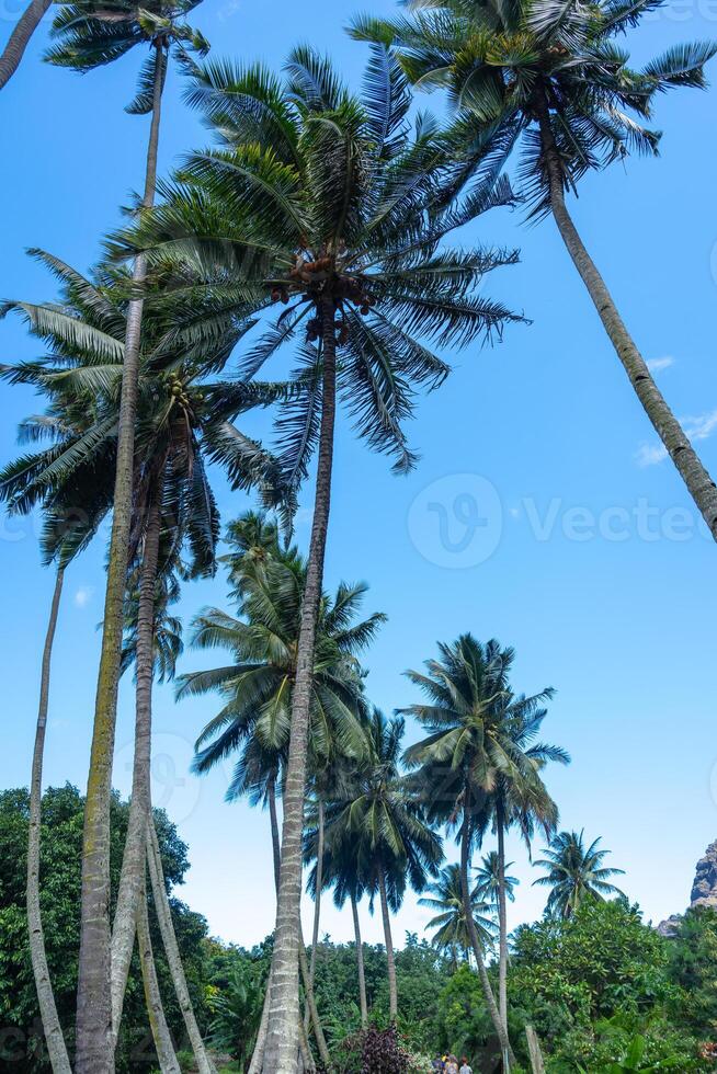 Coconut trees along Vaipo Falls trek, Hakaui Valley, Nuku Hiva, French Polynesia photo
