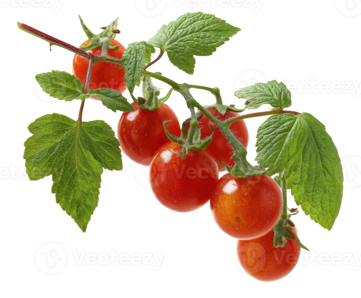 Ripe cherry tomatoes on vine with green leaves for cooking png