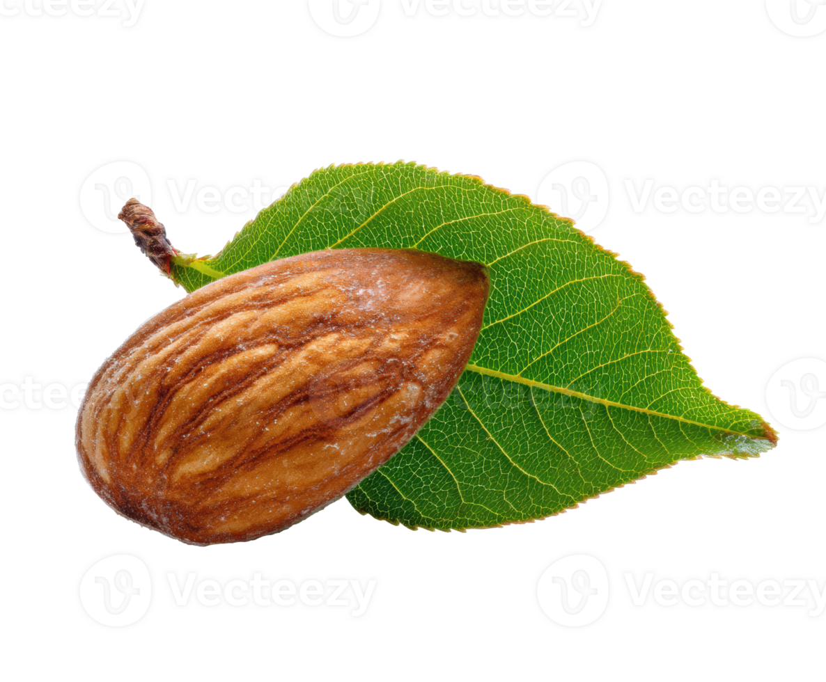 Almond nut on green almond leaf ready for culinary uses and nutrition png