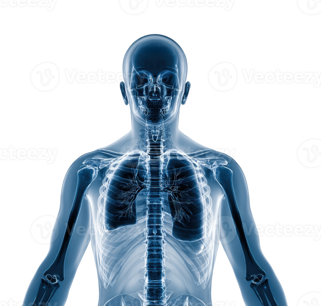 Human skeleton structure and anatomy for educational purposes png