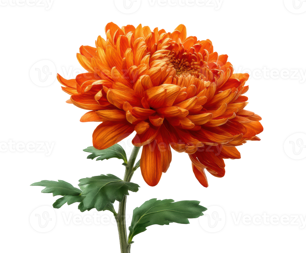 Vibrant orange chrysanthemum flower in full bloom on green stem png