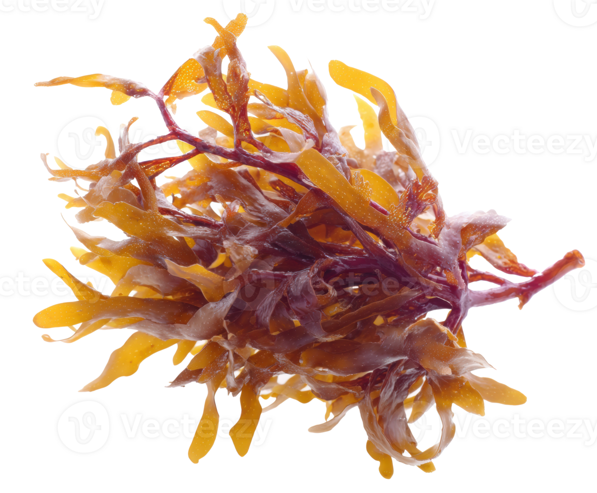 Seaweed variety for culinary use and health benefits in recipes png