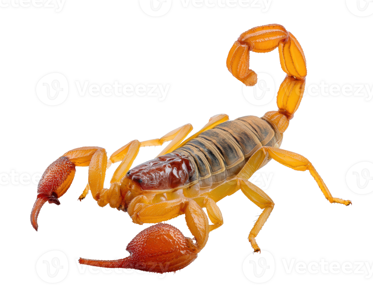 Accurate representation of a scorpion in its natural pose png