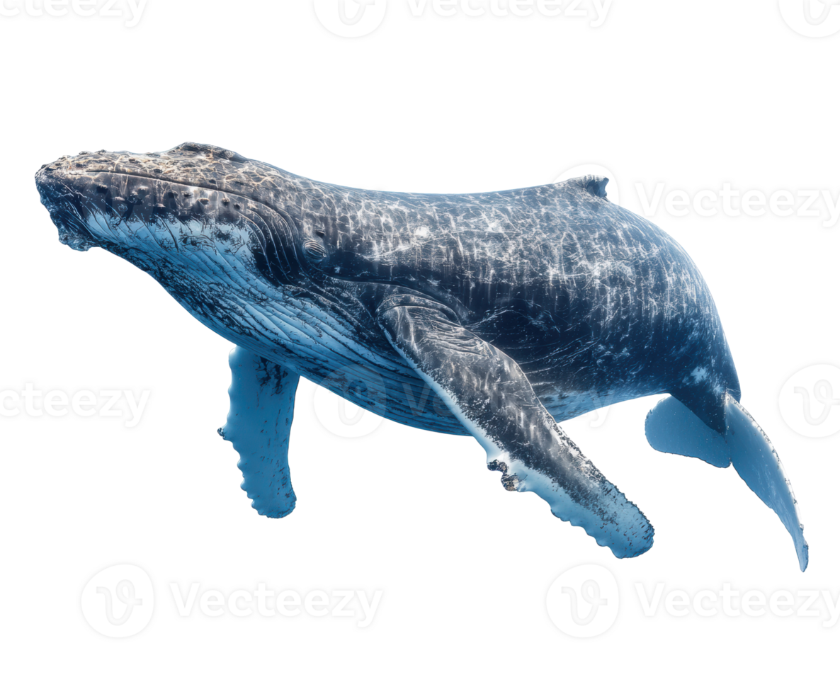 Humpback whale swimming gracefully in clear ocean waters png
