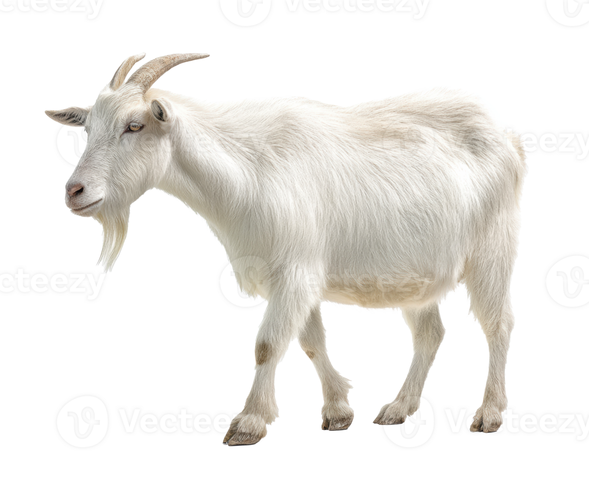 White goat standing on grassy terrain near a farm png