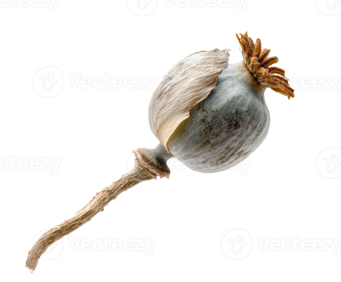 Poppy seed pod showcasing natural beauty and intricate details png