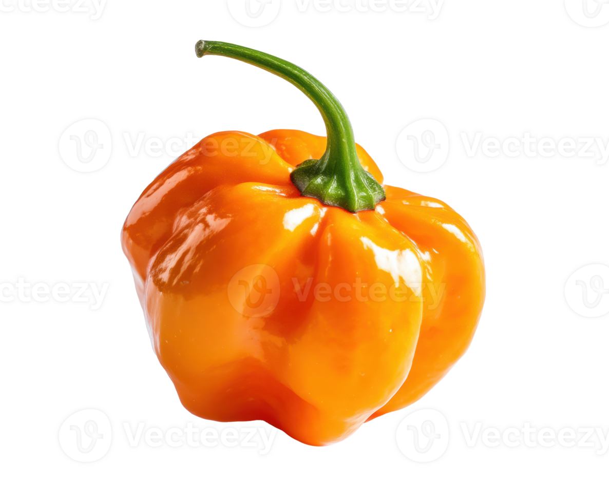 Orange habanero pepper on white for cooking ideas png