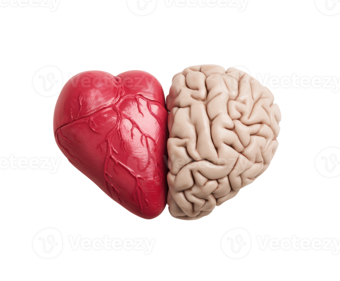 Connection between heart and brain symbolizing emotions and logic png