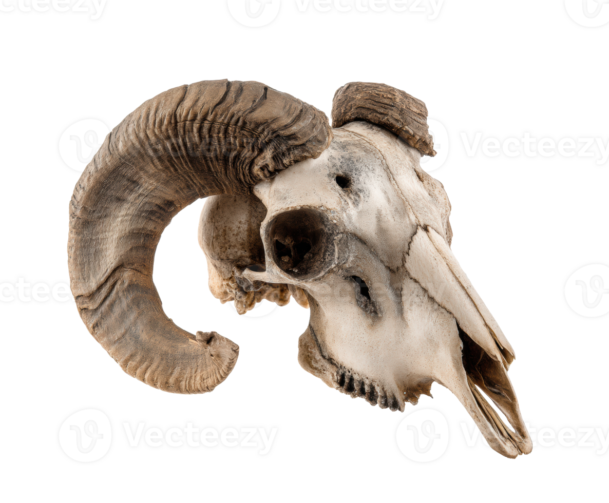 Unique ram skull with impressive horns for decorative display purpose png