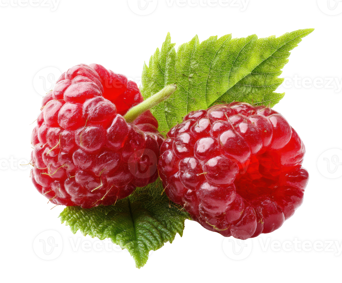 Fresh raspberries with green leaves for healthy eating png