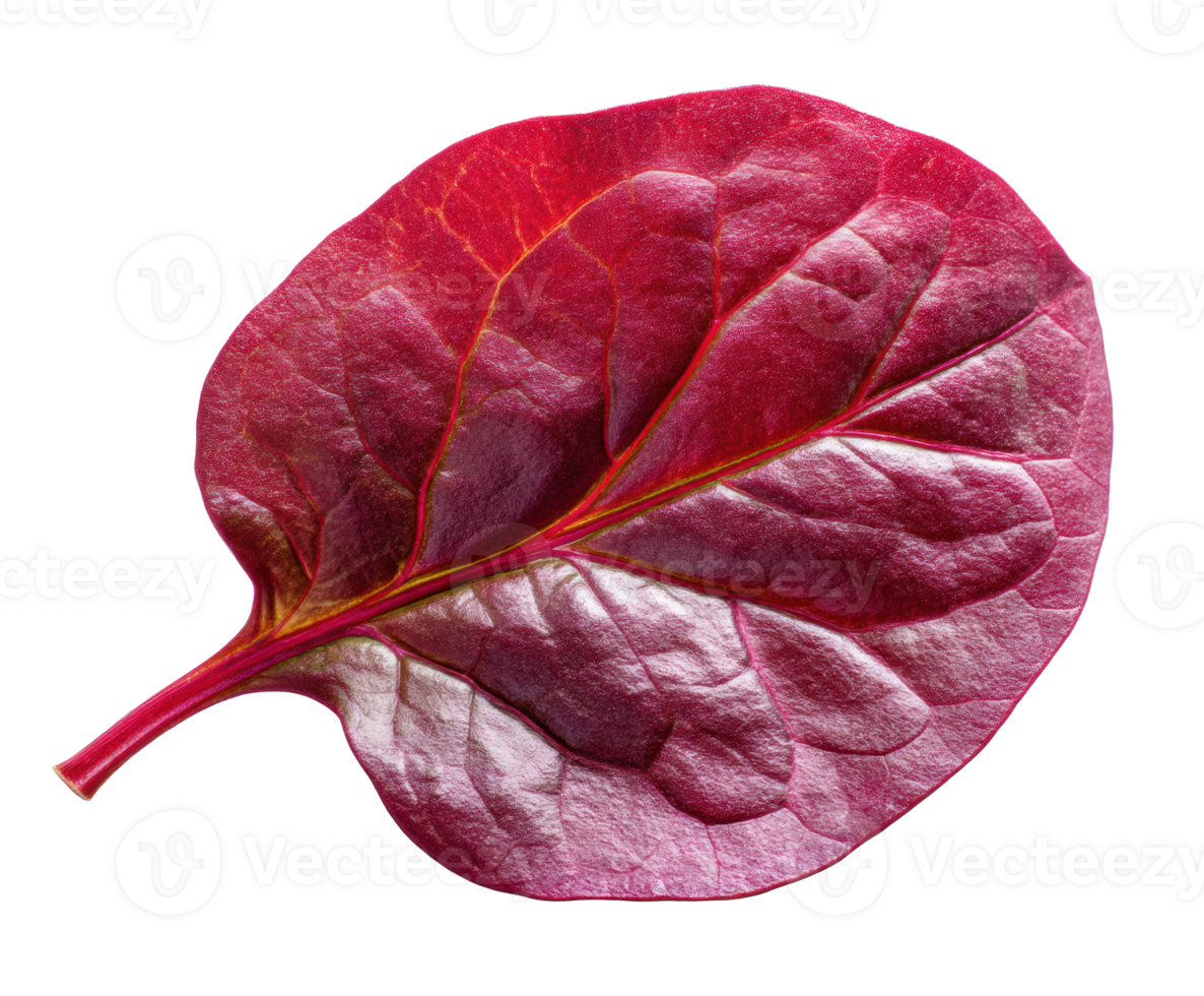 Fresh red leaf for culinary dishes or botanical study png