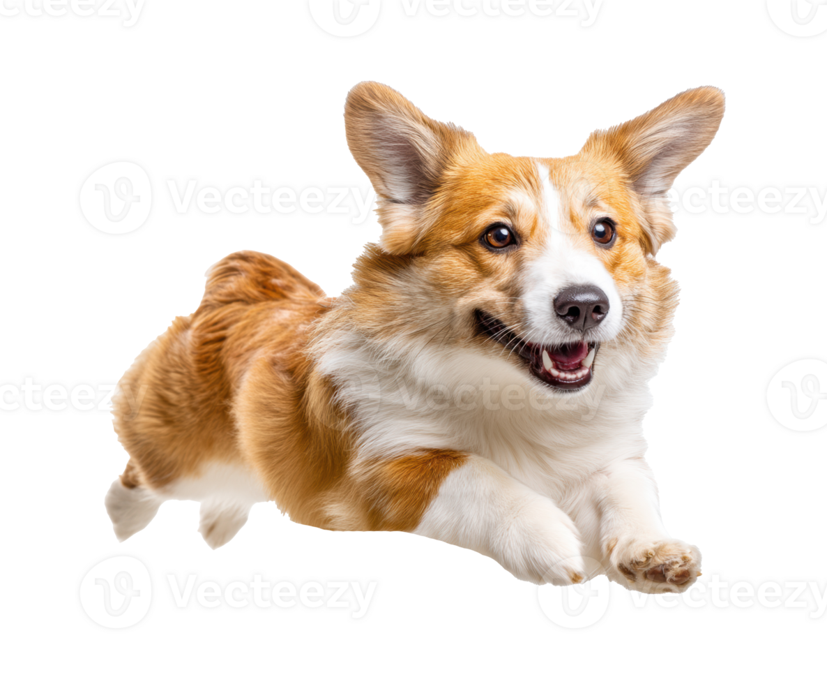 Corgi joyful leap in a playful moment during outdoor fun png
