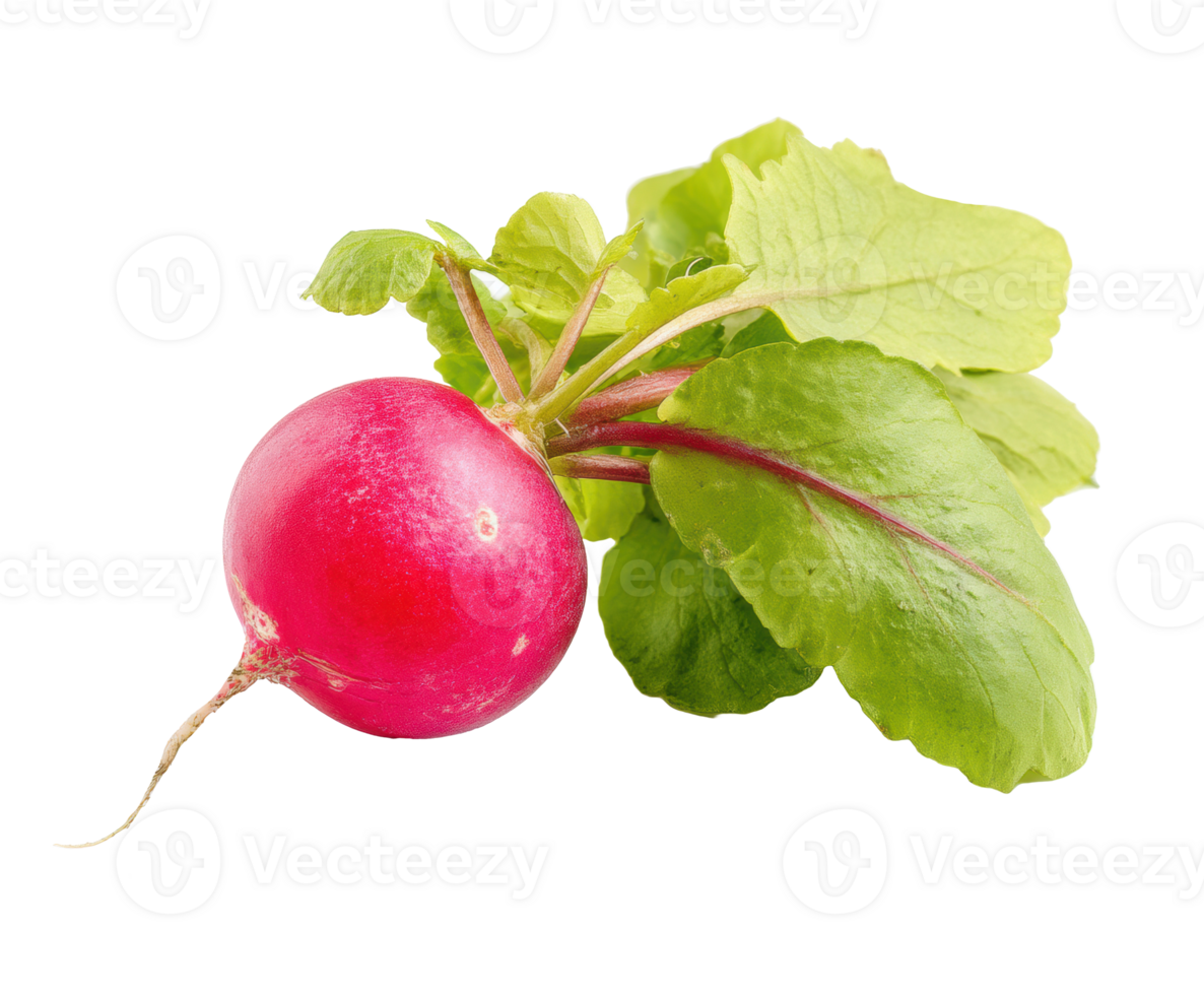 Freshly harvested radish with green leaves for salad preparation png