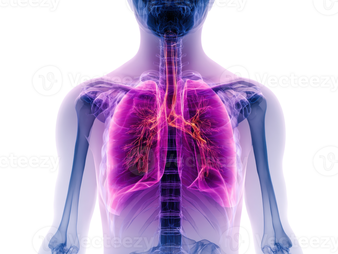 Detailed view of human lungs in vibrant colors for educational use png