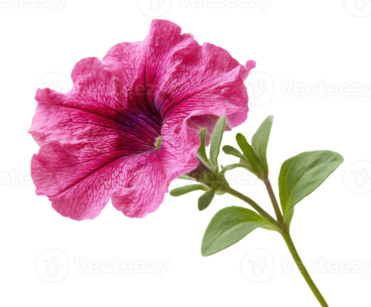Beautiful pink petunia flower on a green stem for design projects png