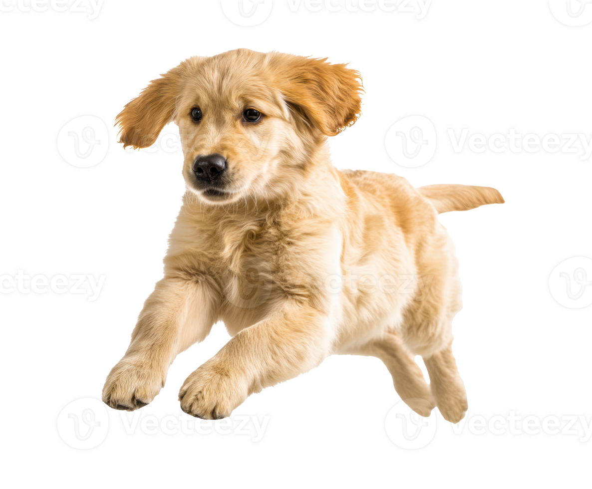 Energetic golden retriever puppy jumping in playful action png