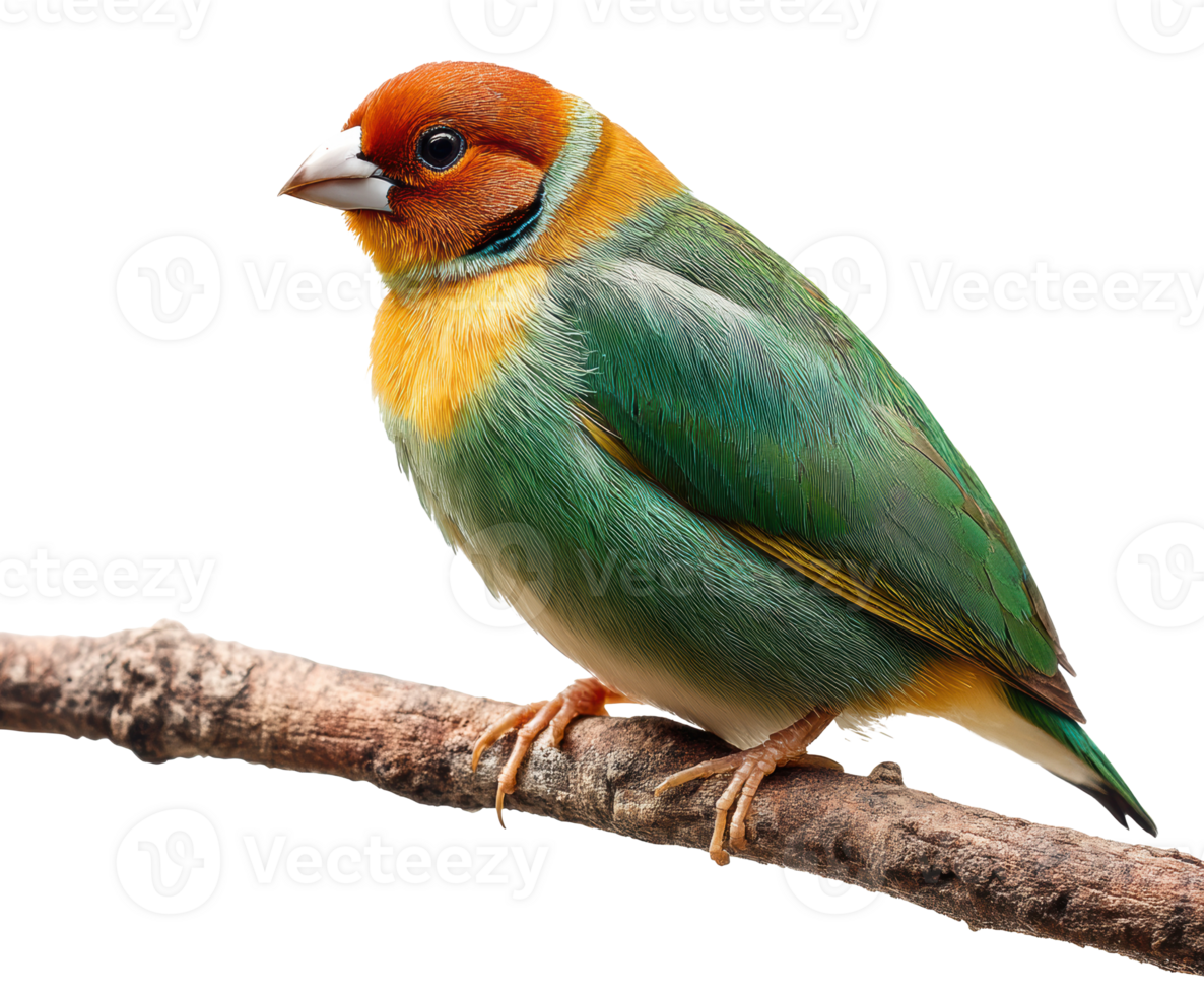 Colorful bird perched on a branch in natural setting png