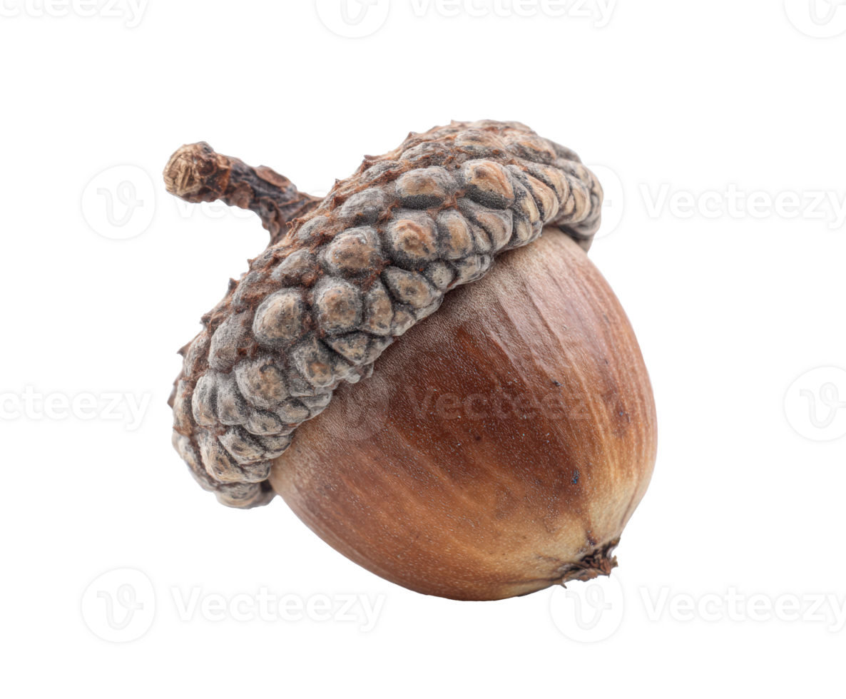 Acorn with textured cap on wooden surface for nature design png