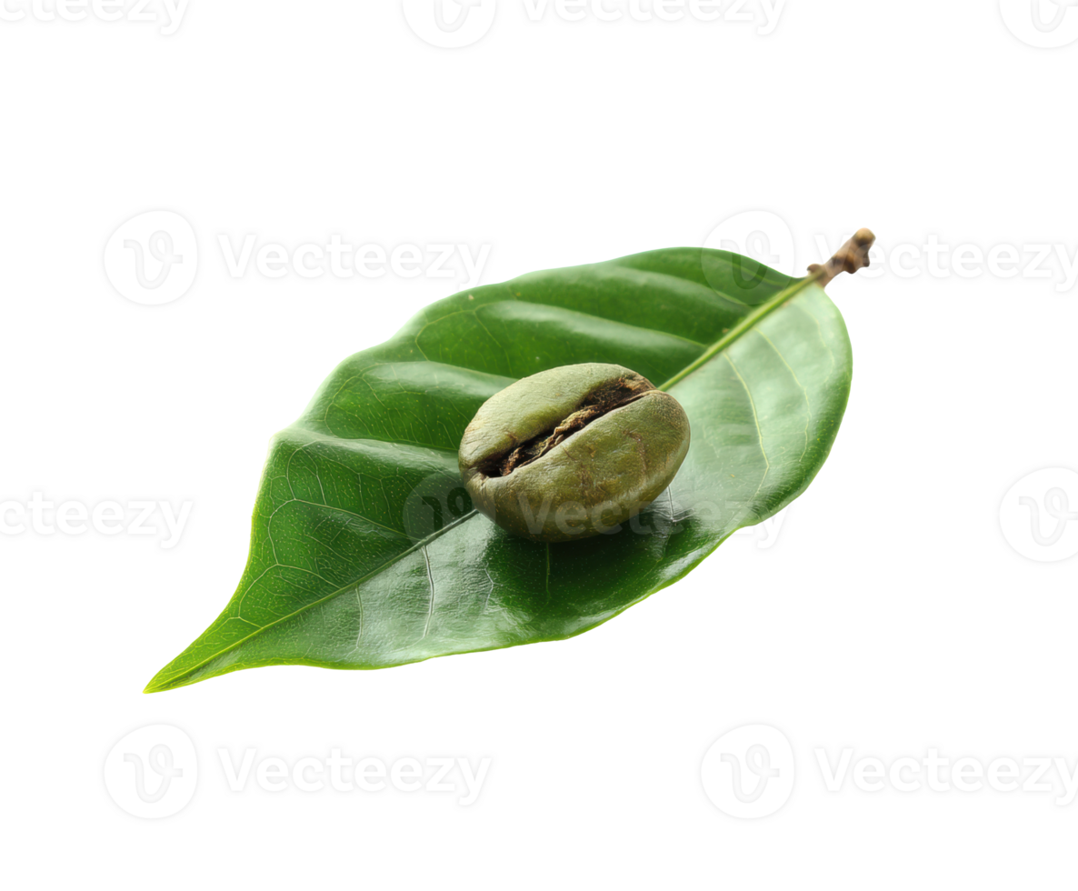 Green coffee beans resting on fresh coffee leaf png