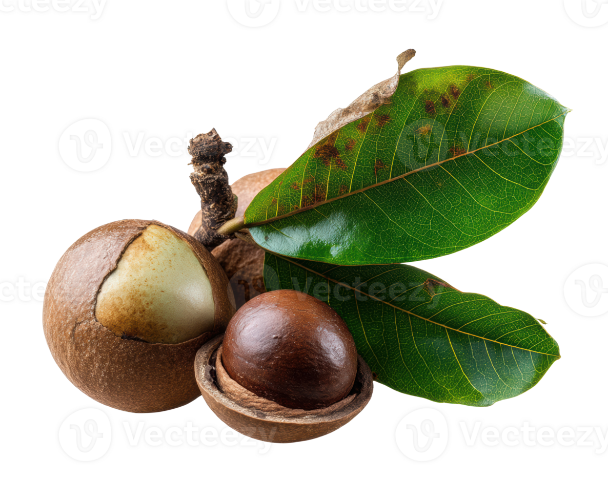 Fresh sapodilla fruit with green leaves and natural texture png
