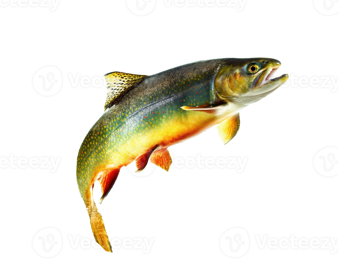 Colorful trout fish jumping in water for fishing enthusiasts png