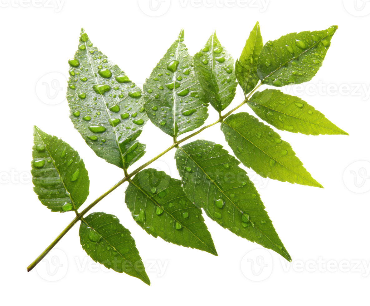 Fresh green leaves with water droplets for nature designs png