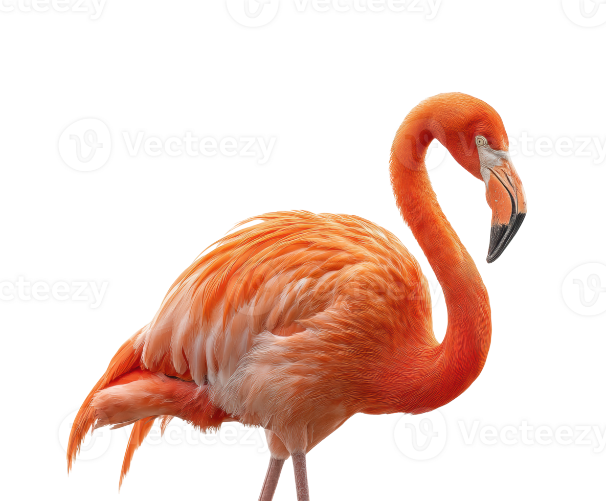 Captivating flamingo standing gracefully in natural pose png