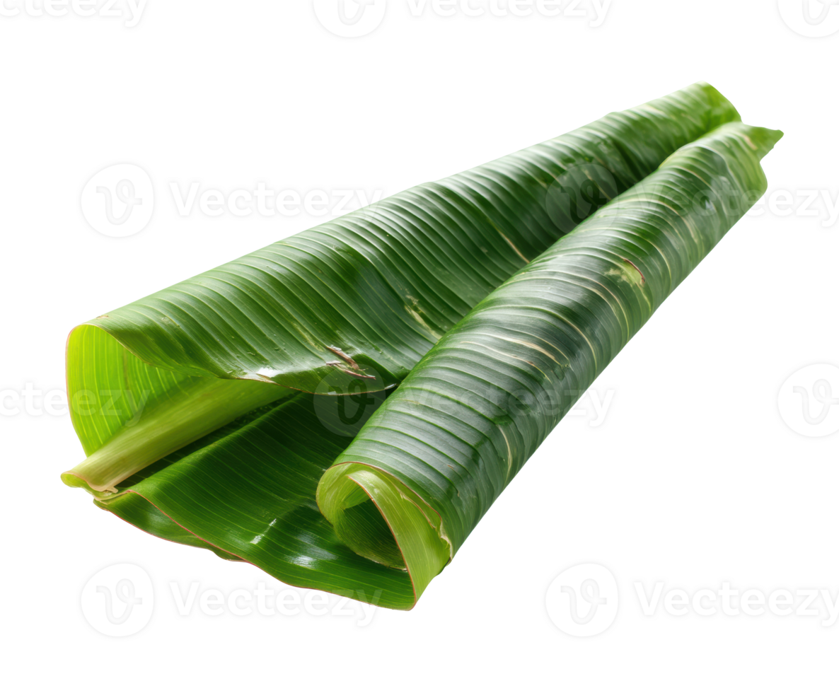 Fresh banana leaves for cooking and decoration purposes png