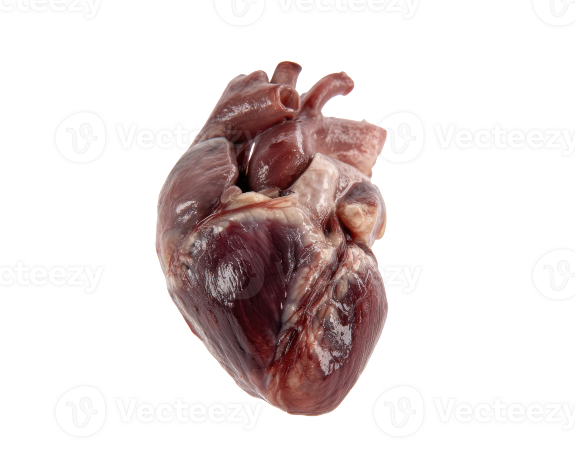 Organ structure of a mammal heart for anatomy studies png