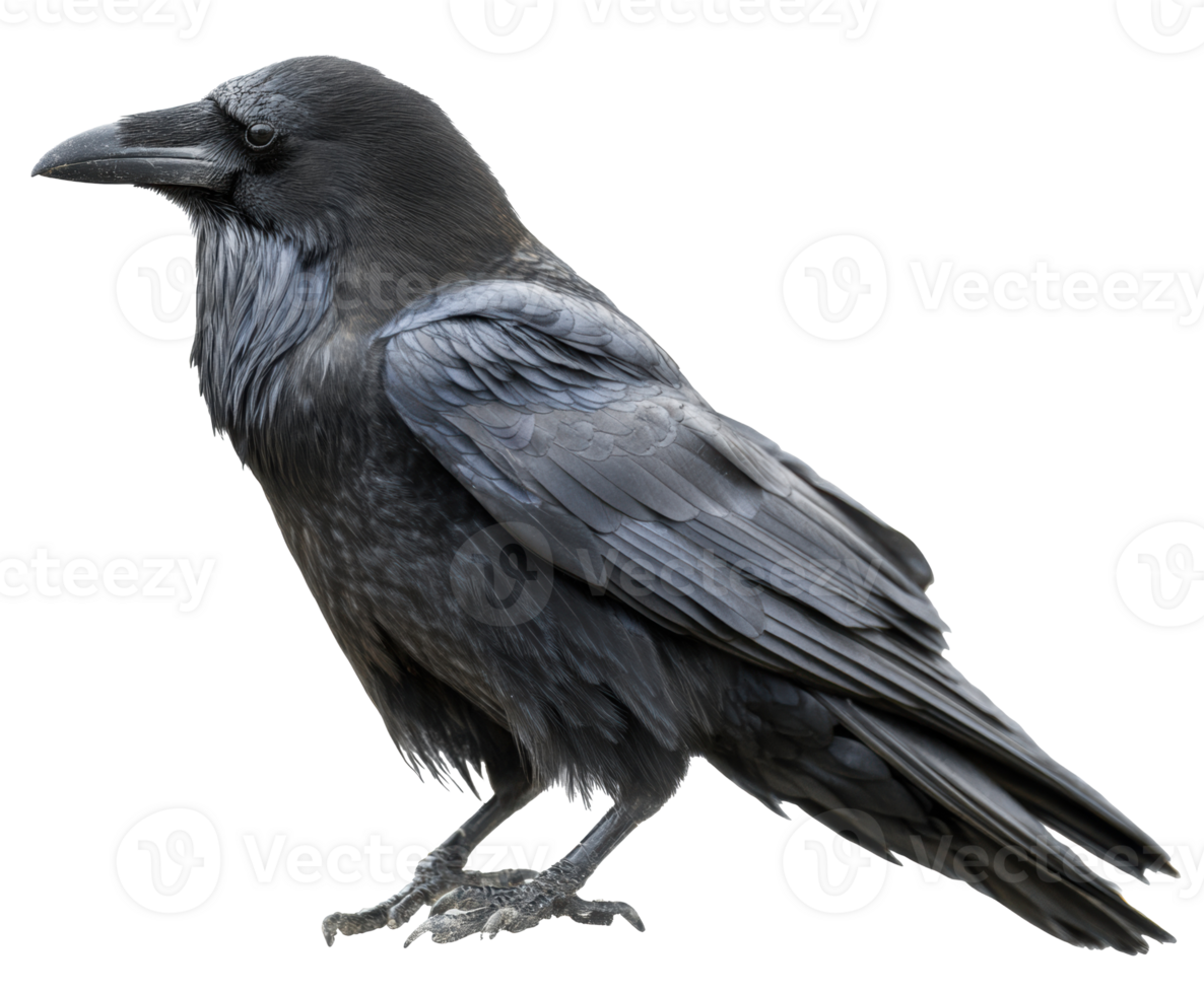 Majestic raven perched on a branch with glossy black feathers png