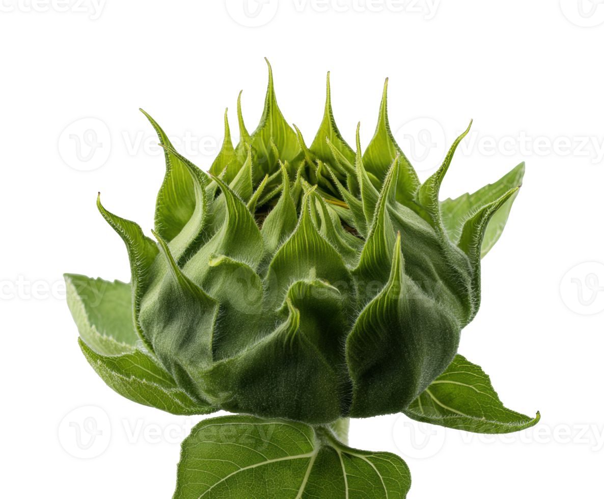 Unique sunflower bud ready to bloom with vibrant green leaves png