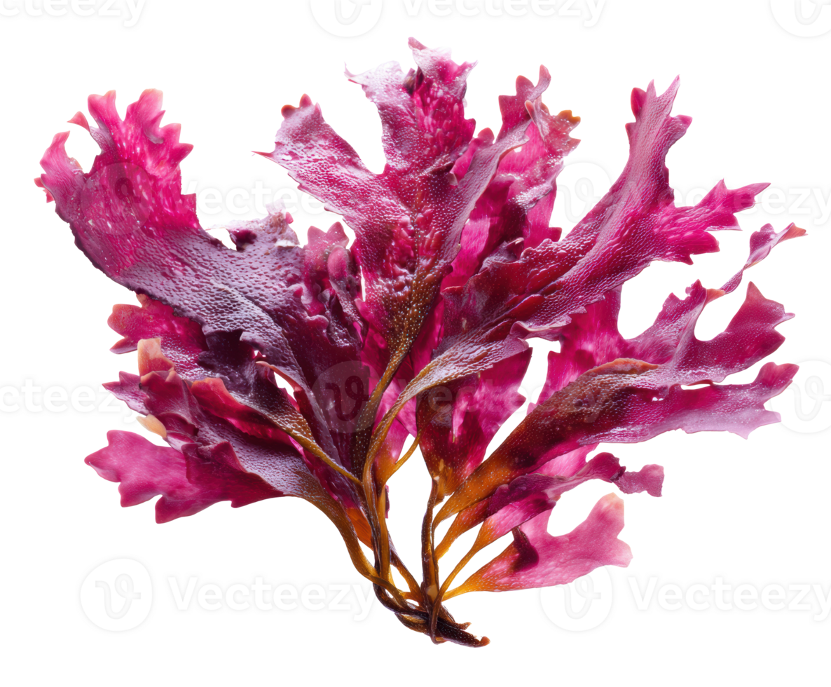 Vibrant edible red seaweed for culinary use and health benefits png