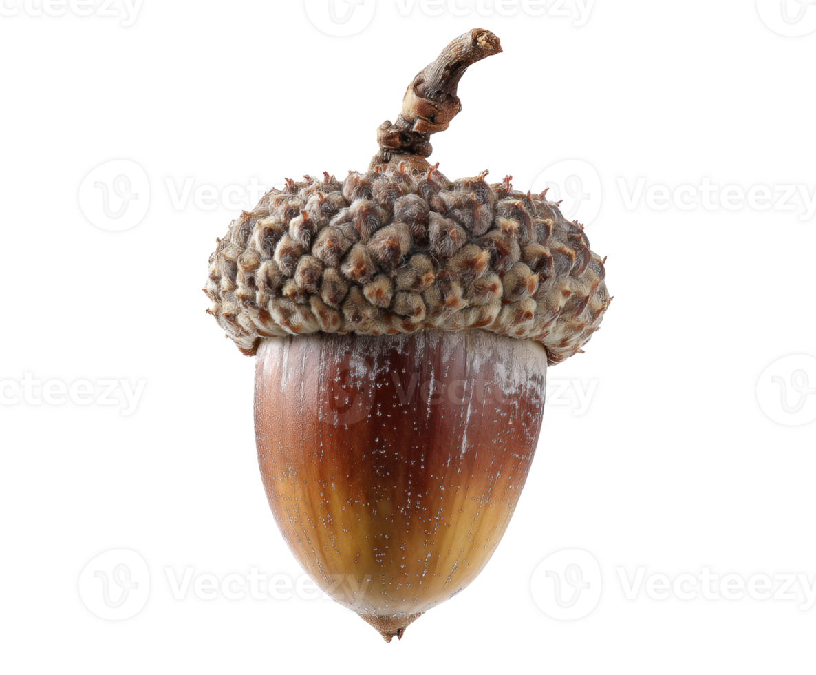 Nature's acorn with detailed texture and earthy tones for design png